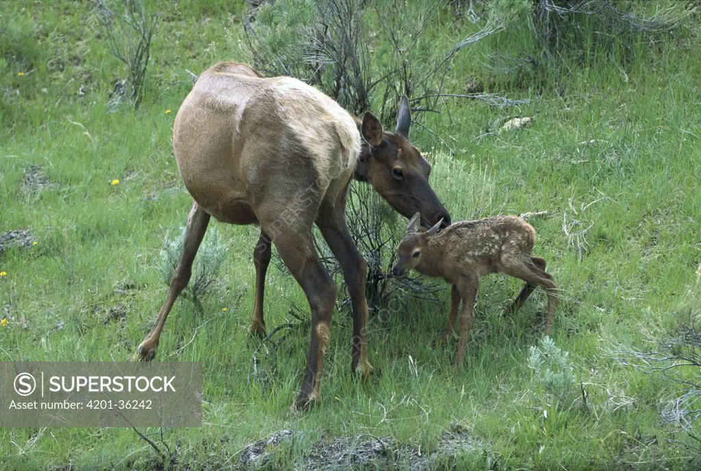Elk (Cervus elaphus) mother with calf, Rocky Mountains, North America