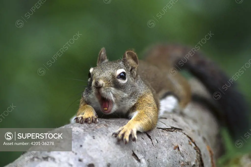 Red Squirrel (Tamiasciurus hudsonicus) climbing tree, Rocky Mountains, North America
