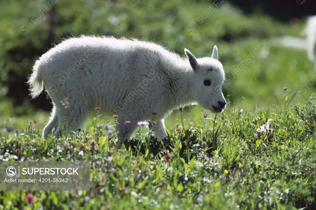 Mountain Goat (Oreamnos americanus) baby grazing in meadow, Rocky Mountains, North America