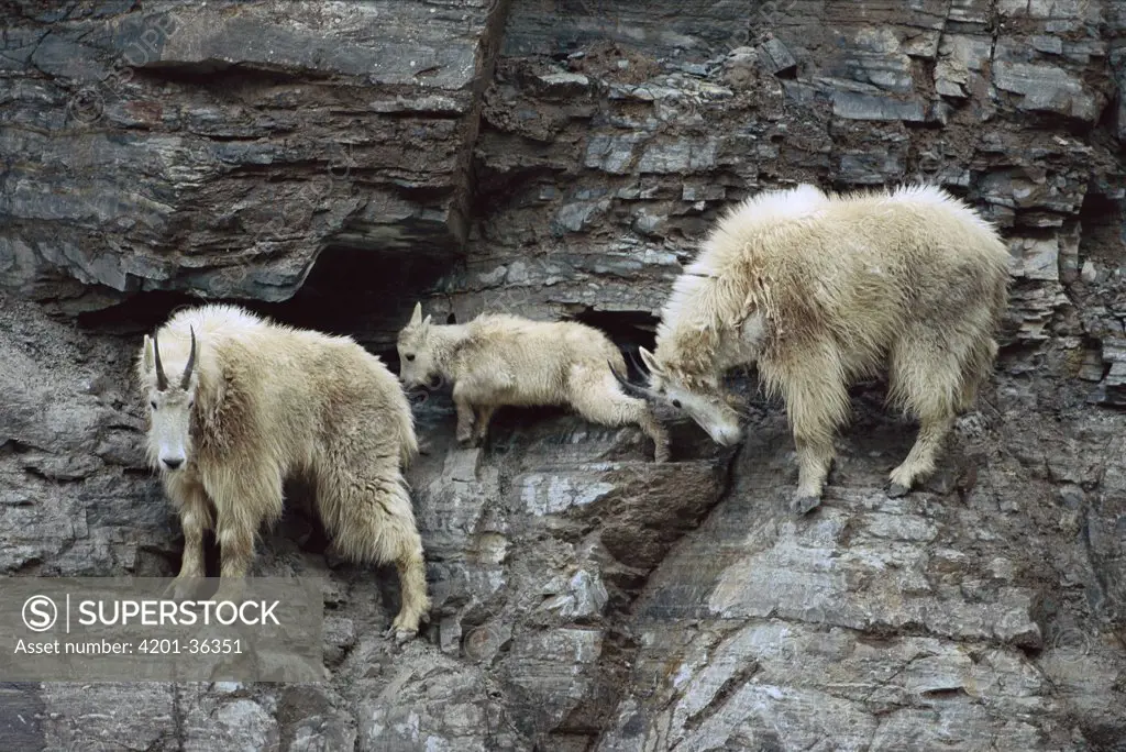Mountain Goat (Oreamnos americanus) adults and kid on steep mountain cliff, one adult nudges young with horns, Rocky Mountains, North America