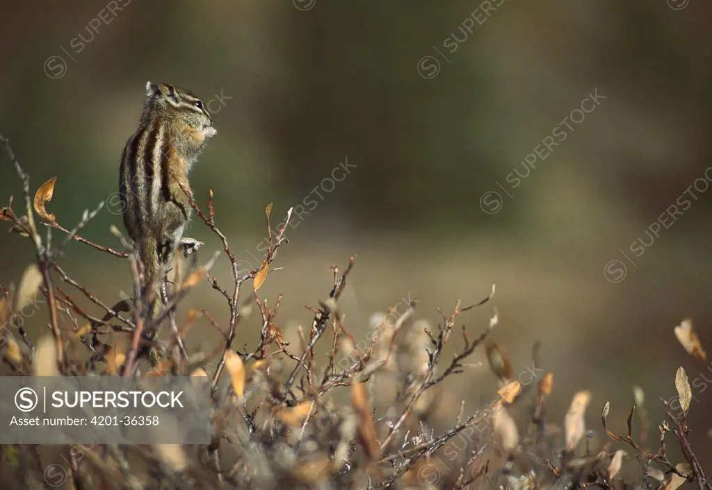 Chipmunk (Tamias sp) perched on willow branches, Rocky Mountains, North America