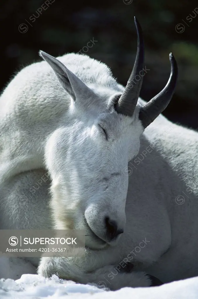 Mountain Goat (Oreamnos americanus) portrait while resting, Rocky Mountains, North America