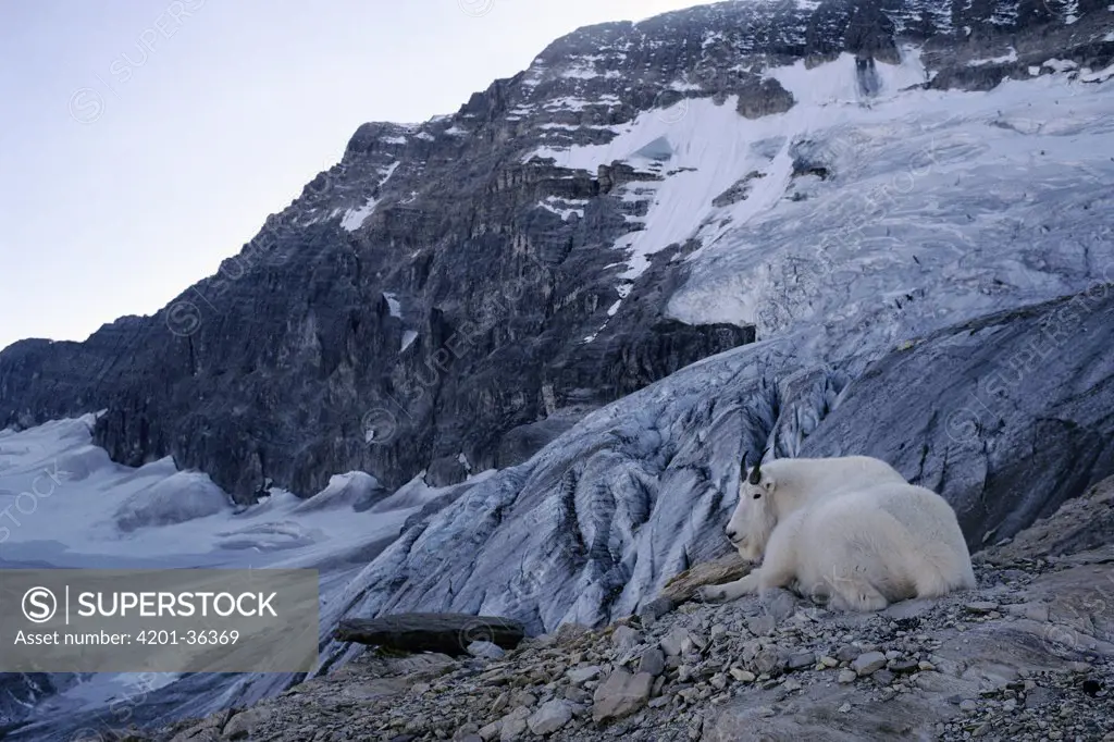 Mountain Goat (Oreamnos americanus) resting near glacier, Rocky Mountains, North America