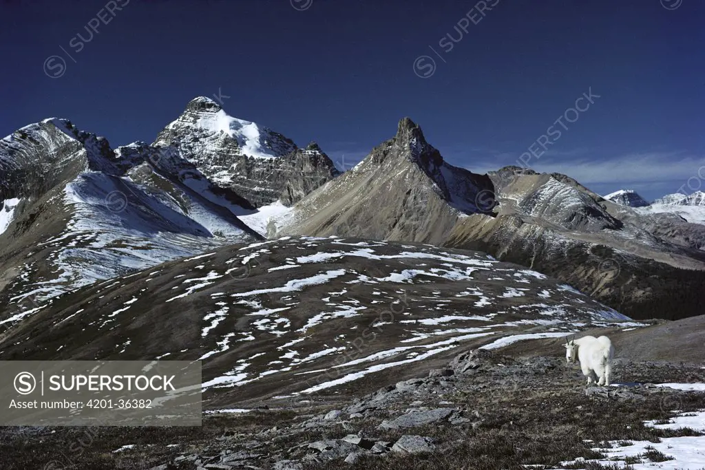 Mountain Goat (Oreamnos americanus) in Rocky Mountain landscape, North America