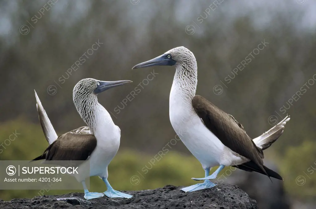 Blue-footed Booby (Sula nebouxii) pair performing courtship dance, Seymour Island, Galapagos Islands, Ecuador