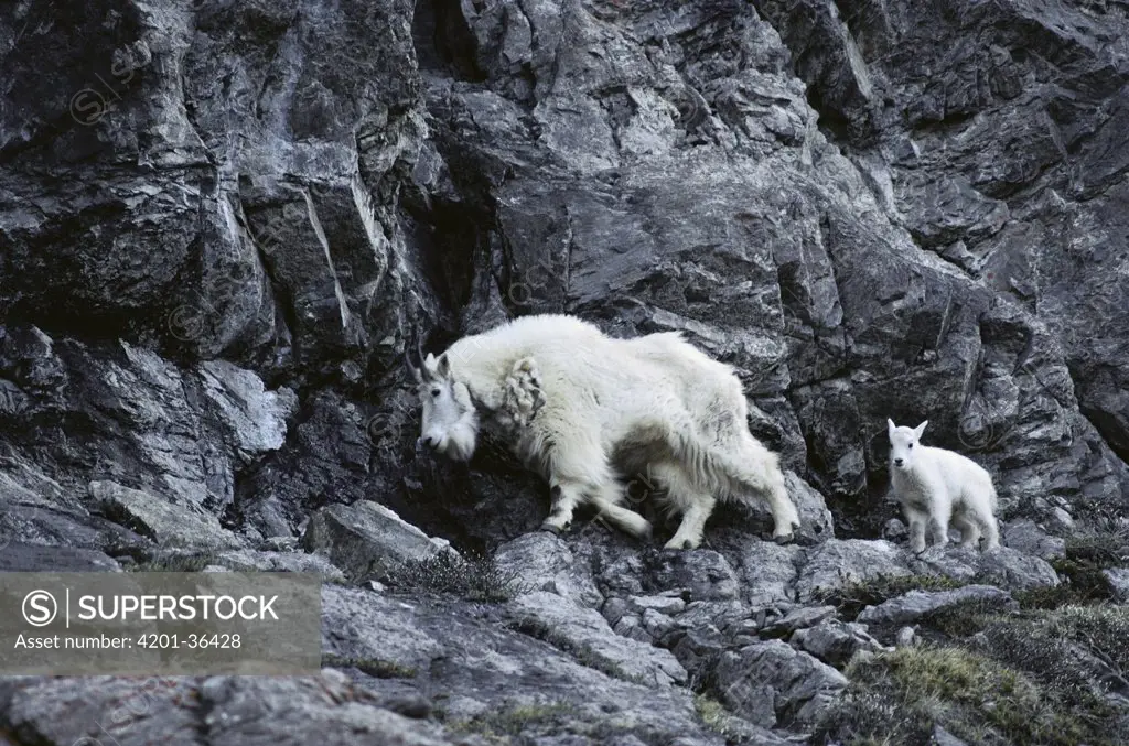 Mountain Goat (Oreamnos americanus) mother and kid on steep mountainside, Banff National Park, Rocky Mountains, Canada