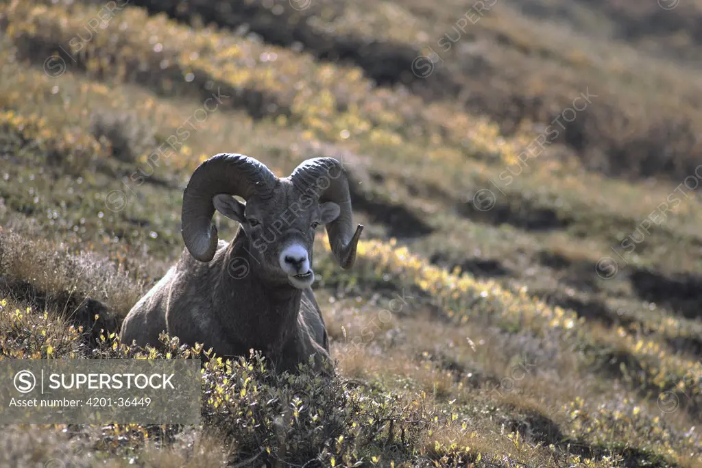 Bighorn Sheep (Ovis canadensis) male resting in fall-colored vegetation, Rocky Mountains, North America