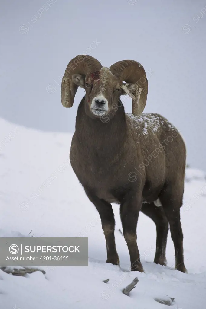 Bighorn Sheep (Ovis canadensis) male with bloody head and a broken horn from butting heads with other males in competition for females, Rocky Mountains, North America