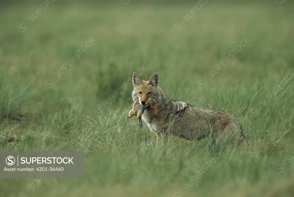 Coyote (Canis latrans) mother with a Columbian Ground Squirrel (Spermophilus columbianus) she has caught, Glacier National Park, Montana