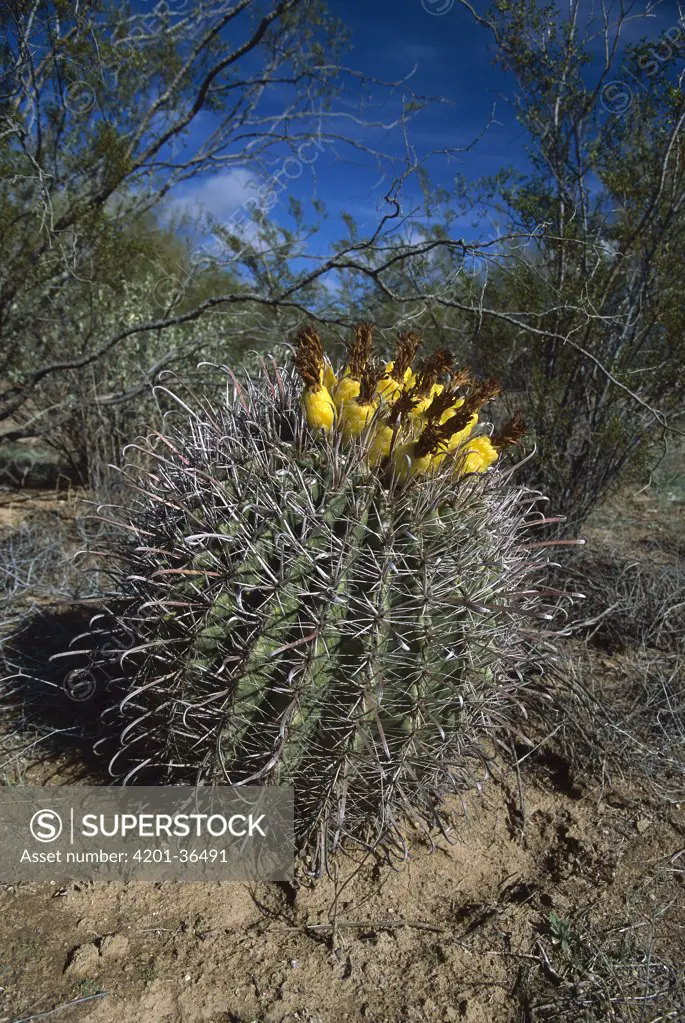 Fishhook Cactus (Mammillaria sp), Sonoran Desert, Arizona