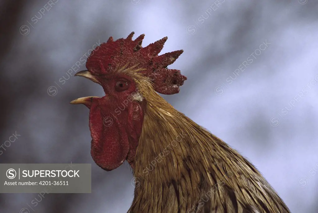 Domestic Chicken (Gallus domesticus) rooster crowing, northern Germany