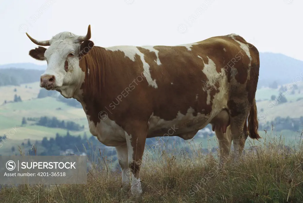 Domestic Cattle (Bos taurus) portrait of Hinterwalder breed from the Black Forest with shorter legs for grazing on hillsides, southern Germany