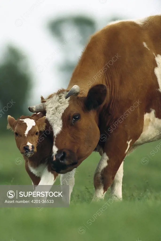 Domestic Cattle (Bos taurus) mother and calf nuzzling, Germany