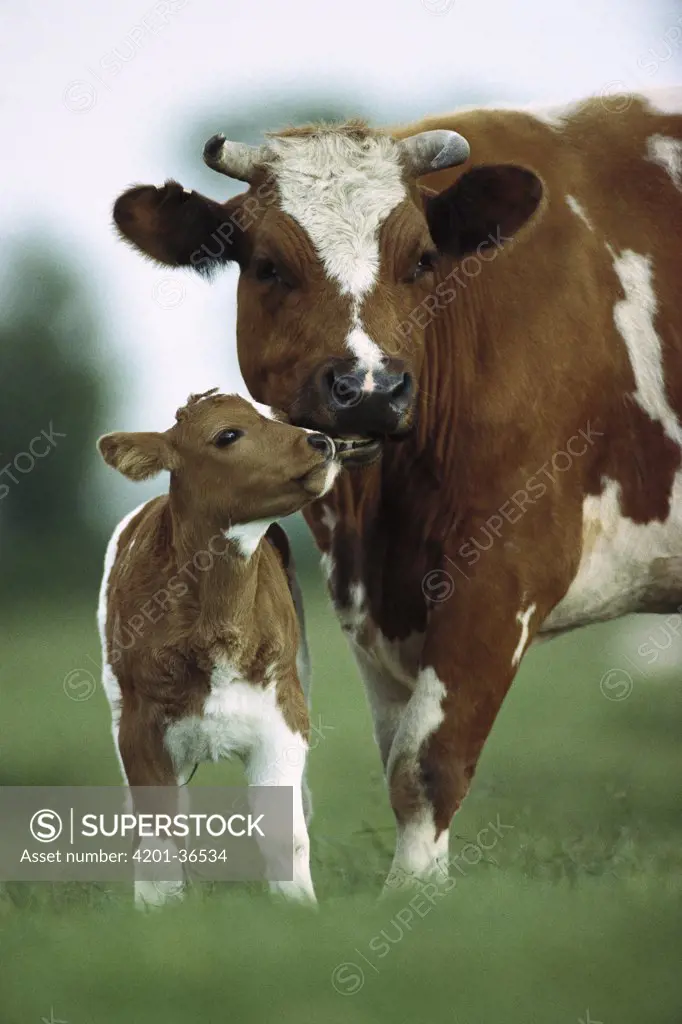 Domestic Cattle (Bos taurus) mother and calf nuzzling, Germany