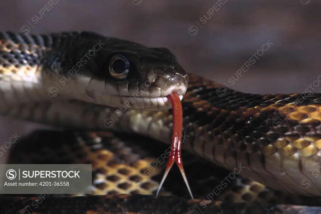 Trinket Snake (Elaphe helena) using red tongue (Nasovomeral sense) for orientation, native to Asia