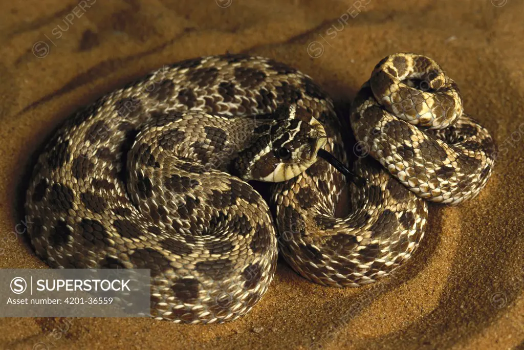 Hog-nosed Snake (Heterodon sp) portrait, coiled in sand, native to North America
