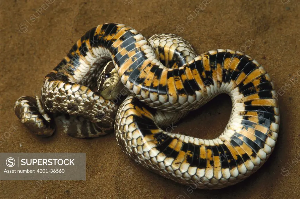 Hog-nosed Snake (Heterodon sp) defensive behavior, rolling on back to display warning colors on underside, native to North America