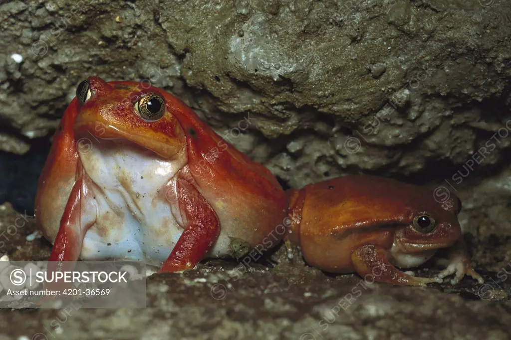 Tomato Frog (Dyscophus antongilii) two sitting in their cave, very rare in nature, native to Madagascar
