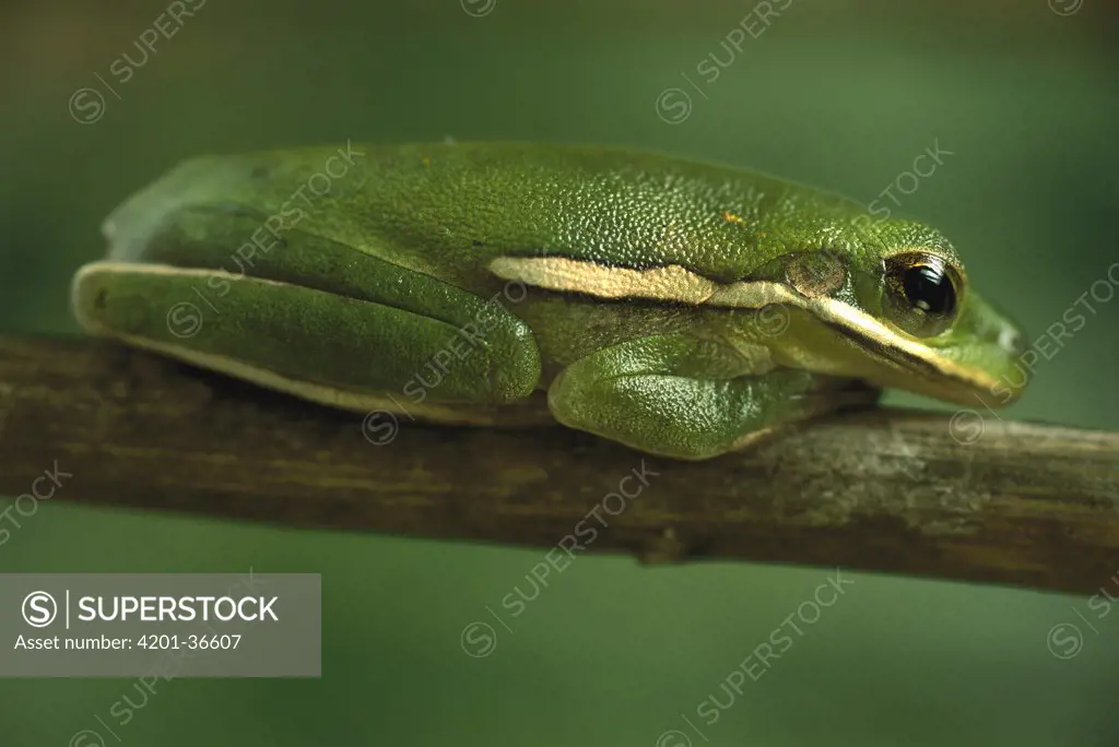Green Tree Frog (Hyla cinerea) resting vertically on plant stem, native to the southern US from Maryland to Texas, North America