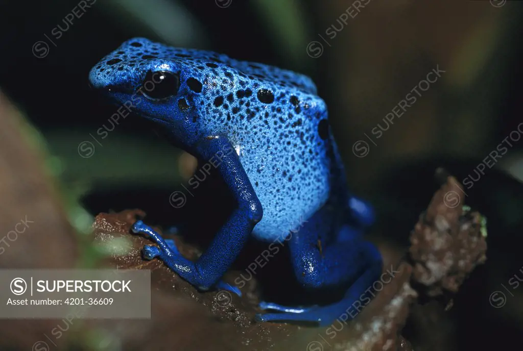 Blue Poison Dart Frog (Dendrobates azureus) very tiny venomous frog, Indian tribes use poison for arrows, native to South America