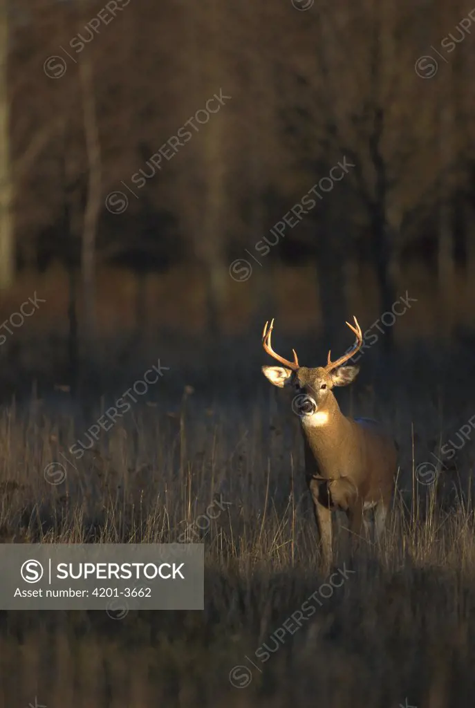 White-tailed Deer (Odocoileus virginianus) buck standing in sunlight in meadow