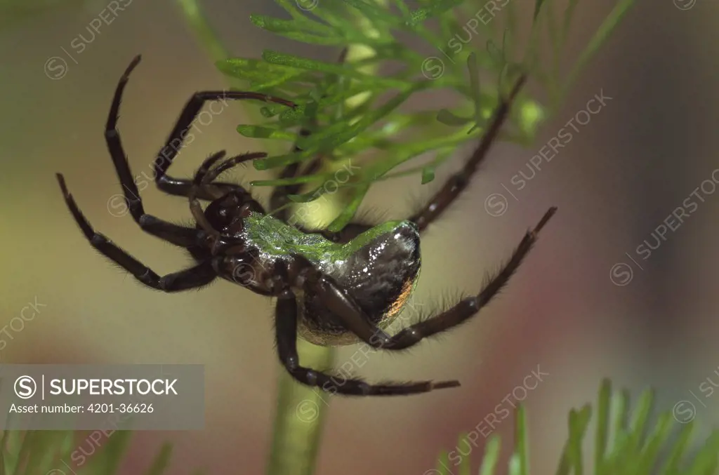 Water Spider (Argyroneta aquatica) on aquatic plants, the only spider that lives under water, native to Europe
