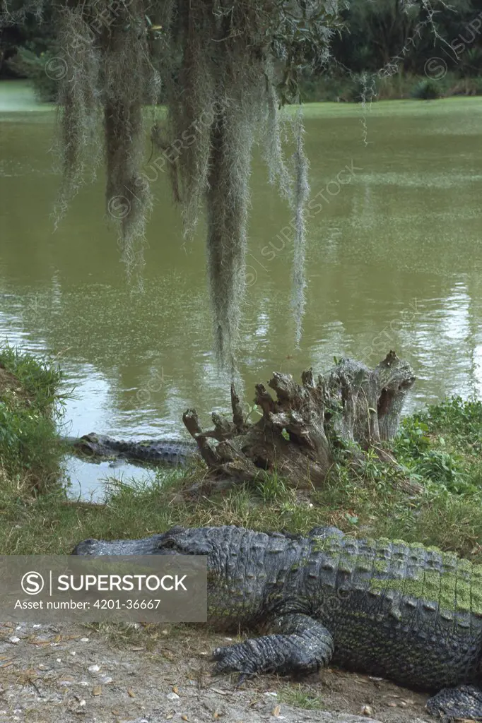 American Alligator (Alligator mississippiensis) resting on riverbank, Florida