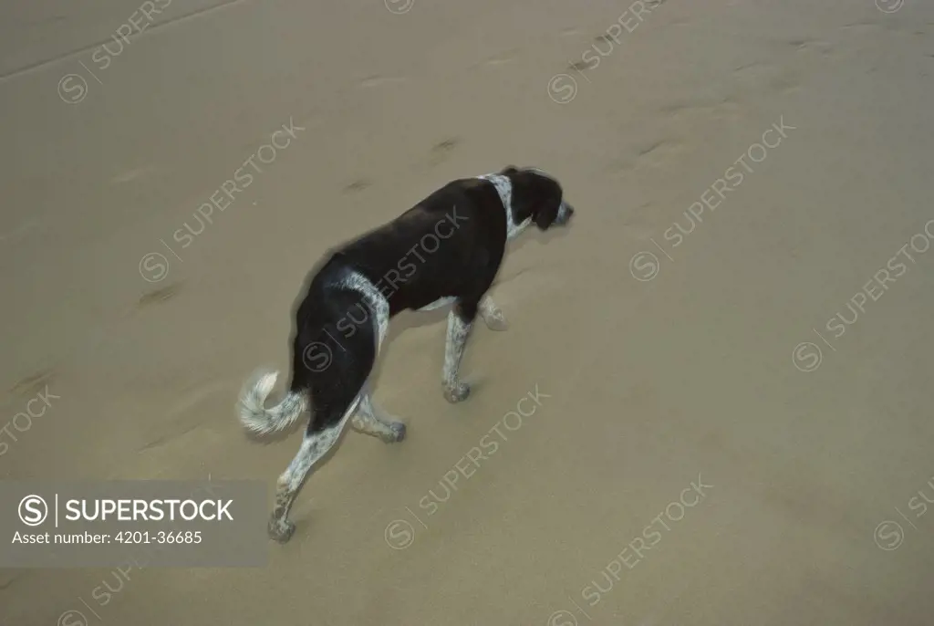 Domestic Dog (Canis familiaris) walking alone on the beach in the evening, Monte Gordo, Algarve, Portugal