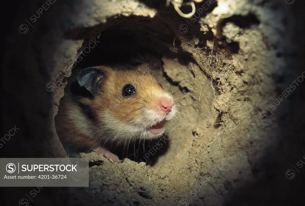 Golden Hamster (Mesocricetus auratus) looking around the corner in its subterranean course