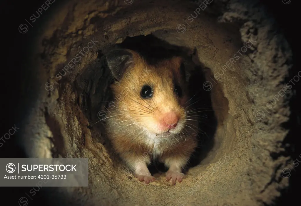 Golden Hamster (Mesocricetus auratus) sitting in the course of its subterranean burrow