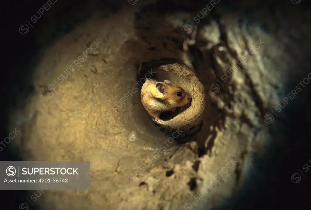 Golden Hamster (Mesocricetus auratus) in the subterranean course of its burrow