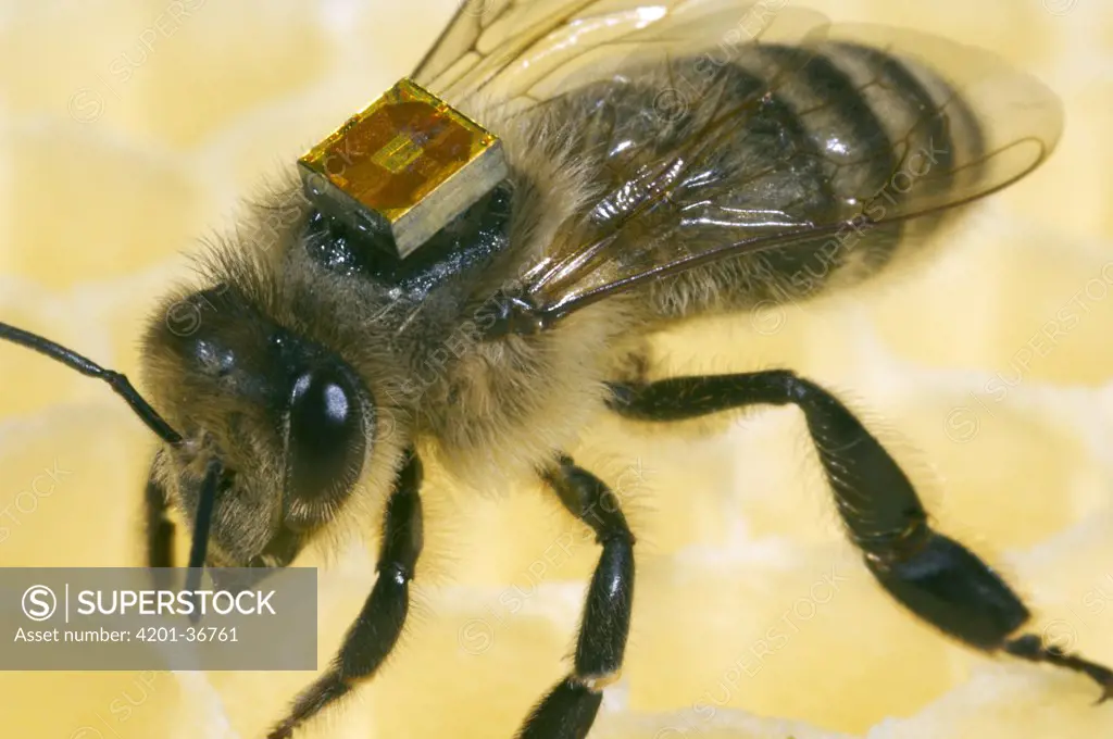 Honey Bee (Apis mellifera) with a RFID-Chip on it's back, Bee Station at the Bavarian Julius-Maximilians-University of Wurzburg, Germany