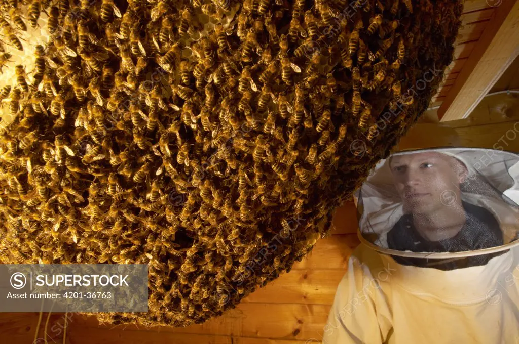 Honey Bee (Apis mellifera) natural beehive with biologist and beekeeper Sven Maier wearing protective clothes, Bee Station at the Bavarian Julius-Maximilians-University of Wurzburg, Germany