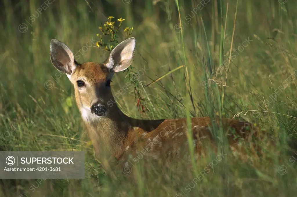 White-tailed Deer (Odocoileus virginianus) spotted fawn bedded down in meadow