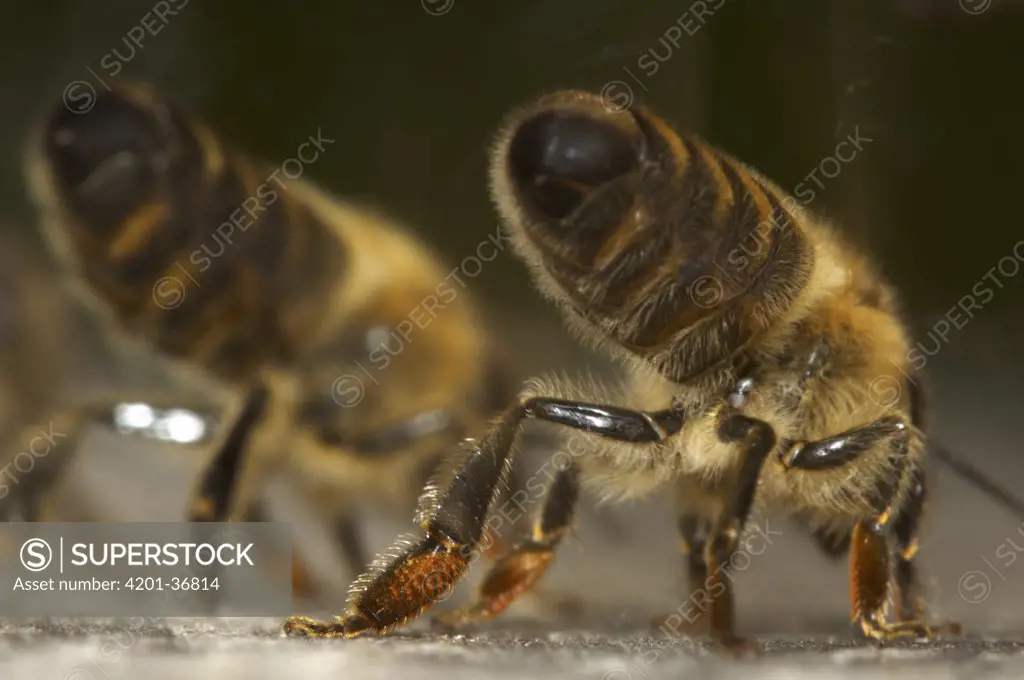 Honey Bee (Apis mellifera) pair setting a scent track for worker bees to find their way back to hive, Bee Station at the Bavarian Julius-Maximilians-University of Wurzburg, Germany