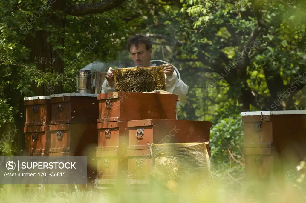 Honey Bee (Apis mellifera) keeper Dirk Ahrens-Lagast controlling his beehives, Bee Station at the Bavarian Julius-Maximilians-University of Wurzburg, Germany