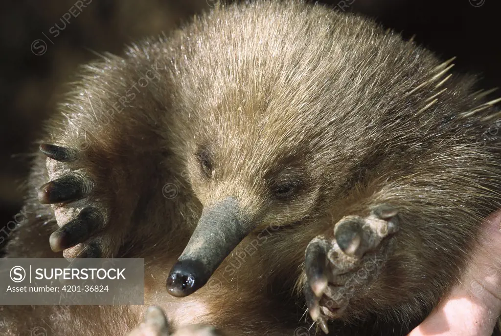 Short-beaked Echidna (Tachyglossus aculeatus) portrait showing short legs with claws adapted to digging, Tasmania, Australia