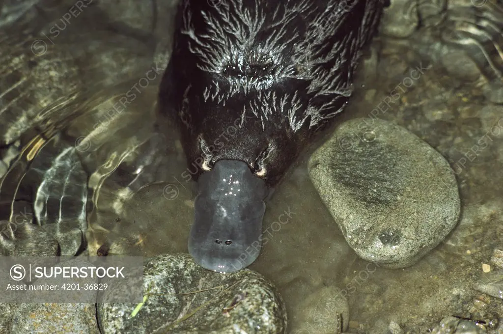 Platypus (Ornithorhynchus anatinus) swimming in water, close up of pliable bill with nostrils, eastern Australia
