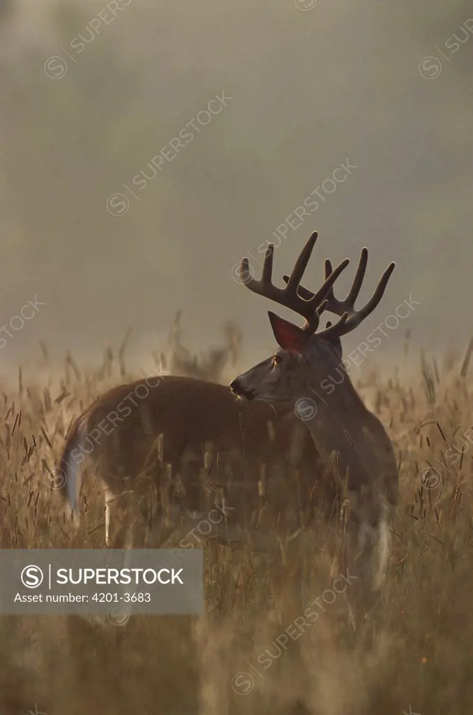 White-tailed Deer (Odocoileus virginianus) large buck in misty meadow at dawn