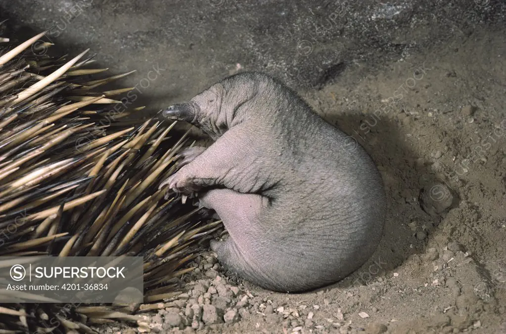 Short-beaked Echidna (Tachyglossus aculeatus) 40 day old baby with mother sleeping in burrow, Australia