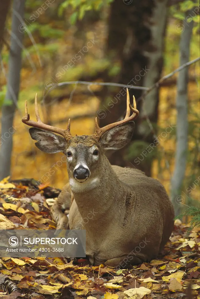 White-tailed Deer (Odocoileus virginianus) buck bedded down in autumn woods