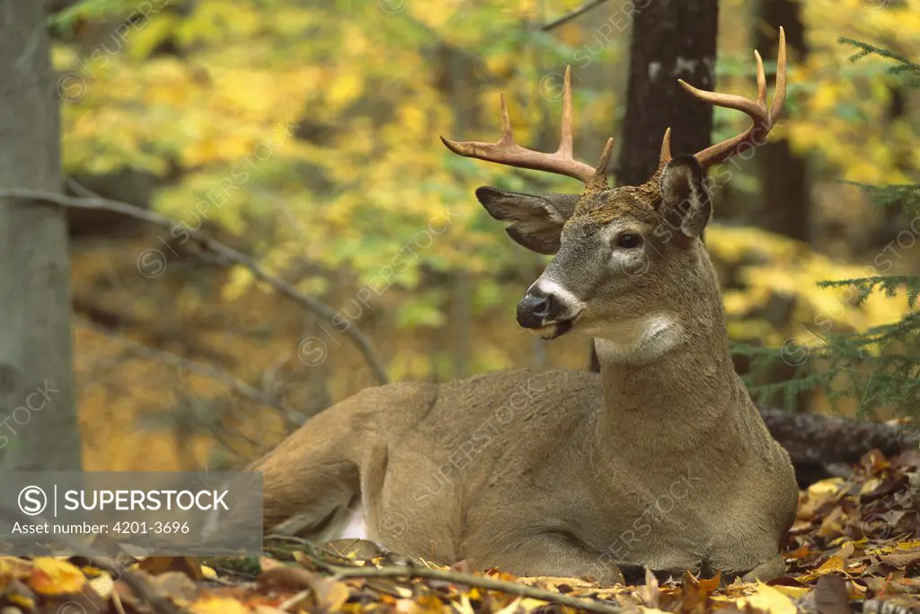 White-tailed Deer (Odocoileus virginianus) buck bedded in fall forest