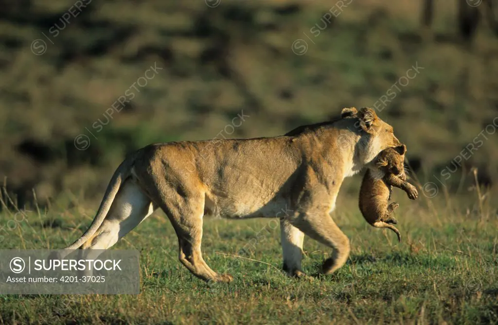 African Lion (Panthera leo), African Lioness carrying cub, Masai Mara National Reserve, Kenya