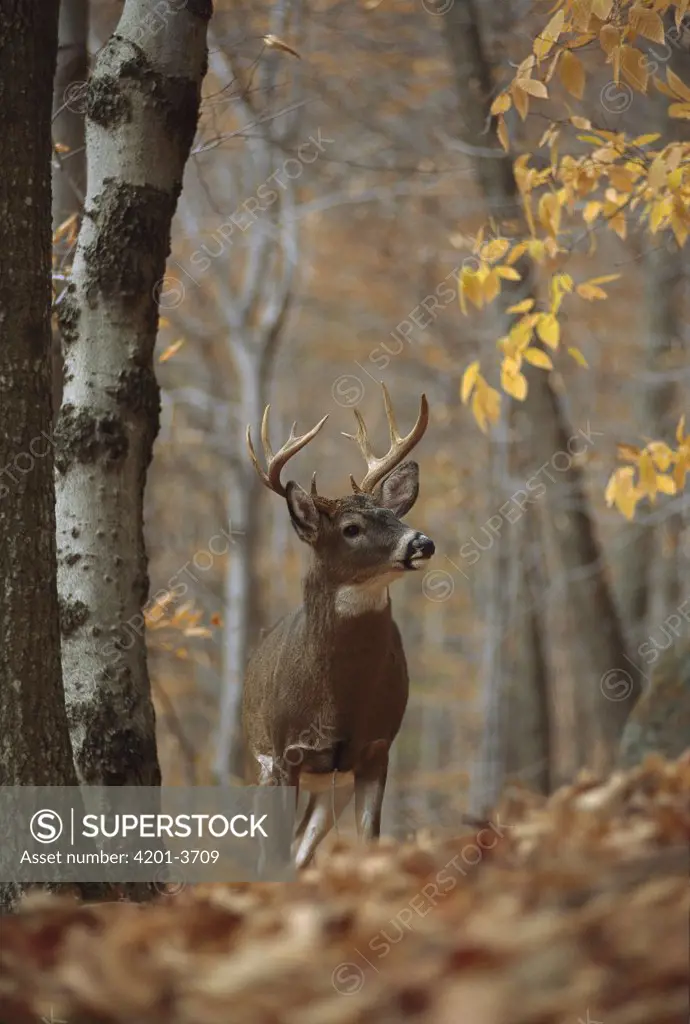 White-tailed Deer (Odocoileus virginianus) buck in autumn woods
