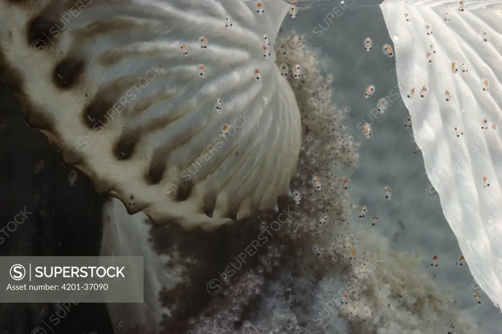 Paper Nautilus (Argonauta nodosa) eggs hatching, Port Phillip Bay, Victoria, Australia