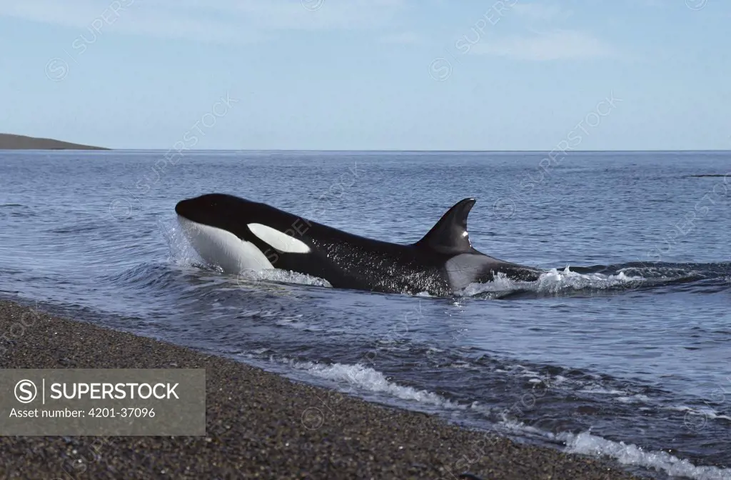 Orca (Orcinus orca) hunting for sea lions, will lunge up onto the sandy beach to grab their prey, Patagonia, Argentina