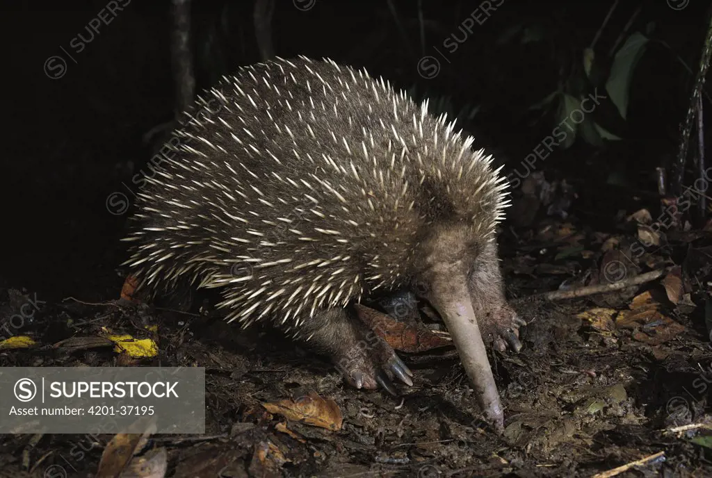 Long-beaked Echidna (Zaglossus bruijni) highland forests of New Guinea
