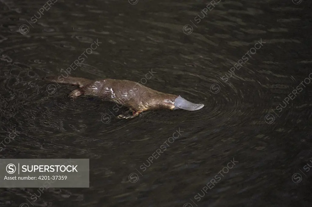 Platypus (Ornithorhynchus anatinus) swimming in water, Tasmania, Australia