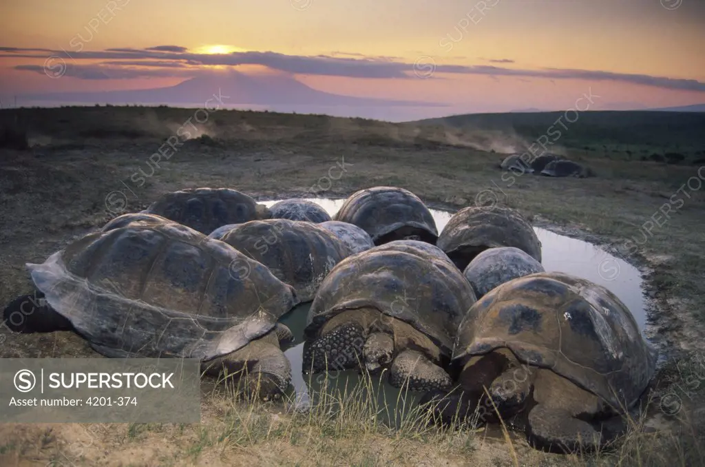 Galapagos Giant Tortoise (Geochelone nigra) large males vie for space in coveted rainy season wallows, caldera rim, Alcedo Volcano, Isabella Island, Galapagos Islands, Ecuador