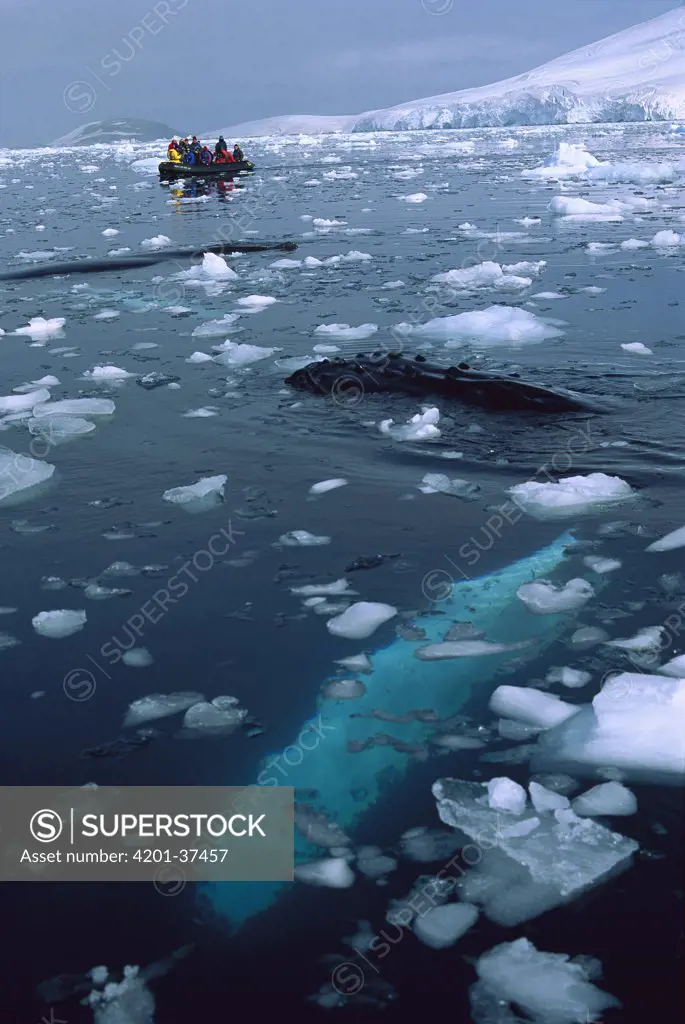 Humpback Whale (Megaptera novaeangliae) observed by tourists in zodiac, Pleneau Island, Antarctica